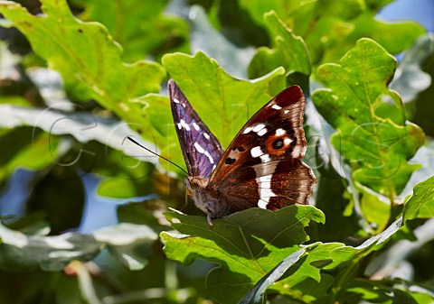 Purple Emperor butterfly resting in oak tree Bookham Common Surrey England