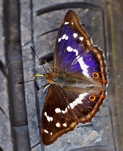 Purple Emperor butterfly probing a car tyre with its proboscis Bookham Common Surrey England