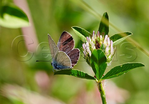 Small Blue butterfly on clover Howell Hill Nature Reserve Ewell Surrey England