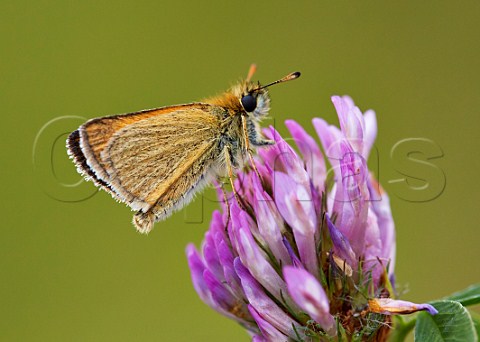 Small Skipper butterfly on Red Clover Hurst Meadows West Molesey Surrey England