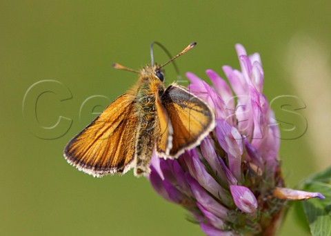 Small Skipper butterfly feeding on Red Clover Hurst Meadows West Molesey Surrey England