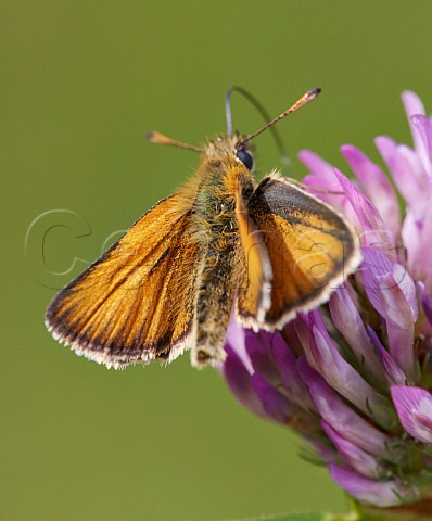 Small Skipper butterfly feeding on Red Clover Hurst Meadows West Molesey Surrey England