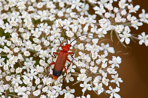 Common Red Soldier Beetle on Queen Annes Lace Hurst Meadows West Molesey Surrey England