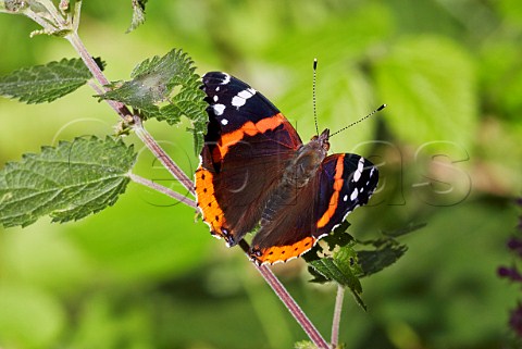 Red Admiral butterfly on stinging nettle  Bookham Common Surrey England