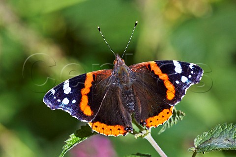 Red Admiral butterfly on stinging nettle  Bookham Common Surrey England