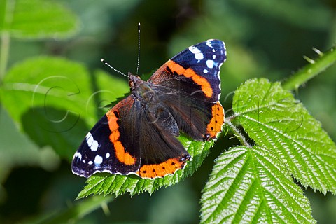Red Admiral butterfly on bramble  Bookham Common Surrey England