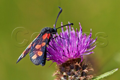 Sixspot Burnet moth on Knapweed Hurst Meadows West Molesey Surrey England