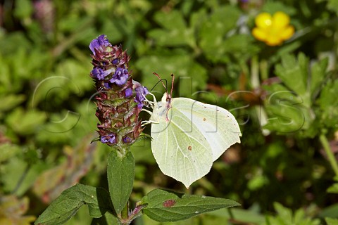 Brimstone butterfly female feeding on Selfheal flower Bookham Common Surrey England