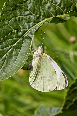 Large White butterfly laying eggs on horseradish Leigh Hill Common Cobham Surrey England