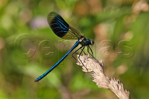 Banded Demoiselle Molesey Heath Nature Reserve West Molesey Surrey UK