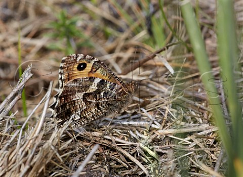 Grayling butterfly at rest on dried grass Chobham Common Surrey England