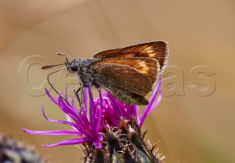 Lulworth Skipper butterfly feeding on Knapweed Bindon Hill Lulworth Cove Dorset England