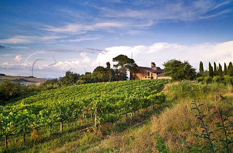 La Chiesa vineyard of Abbadia Ardenga  Buonconvento Tuscany Italy Brunello di Montalcino