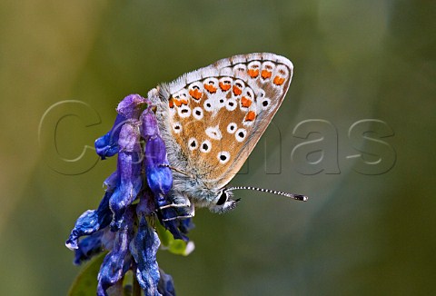 Brown Argus butterfly on Tufted Vetch flower  Hurst Meadows West Molesey Surrey England