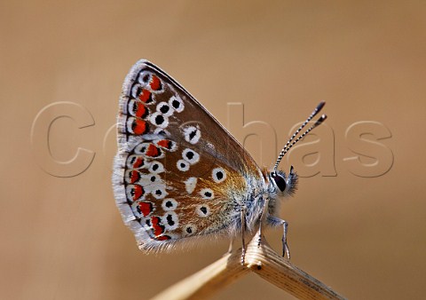 Brown Argus butterfly Hurst Meadows West Molesey Surrey England