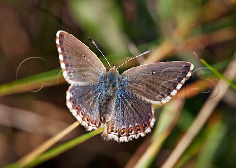 Chalkhill Blue butterfly female Denbies Hillside Ranmore Common Surrey England