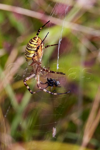 Wasp Spider with a catch in its web Denbies Hillside Ranmore Common Surrey England