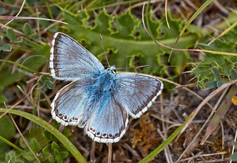 Chalkhill Blue butterfly Denbies Hillside Ranmore Common Surrey England