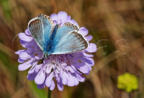 Chalkhill Blue butterfly feeding on Field Scabious Denbies Hillside Ranmore Common Surrey England