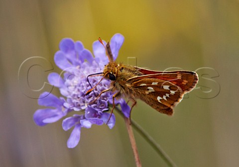 SilverSpotted Skipper butterfly feeding on Field Scabious Denbies Hillside Ranmore Common Surrey England