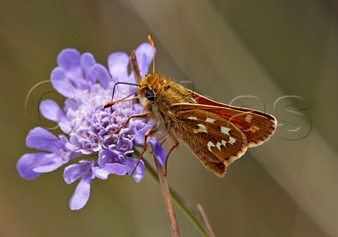 SilverSpotted Skipper butterfly feeding on Field Scabious Denbies Hillside Ranmore Common Surrey England
