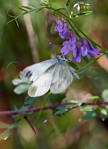Wood White butterfly on tufted vetch flower Oaken Wood Chiddingfold Surrey England