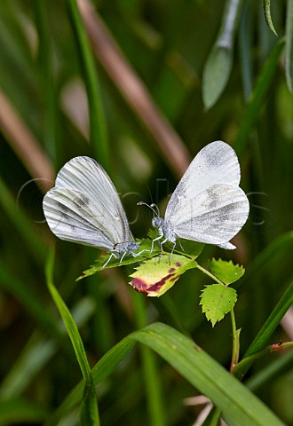 Courtship ritual of Wood White butterflies Oaken Wood Chiddingfold Surrey England