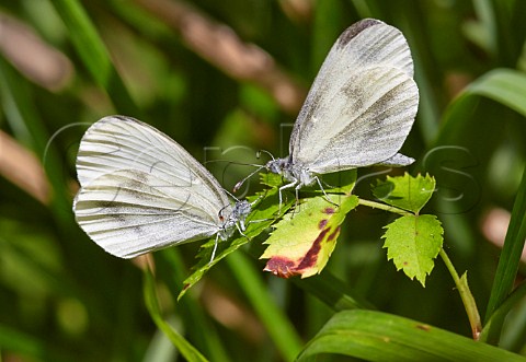 Courtship ritual of Wood White butterflies Oaken Wood Chiddingfold Surrey England