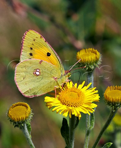 Clouded Yellow butterfly feeding on common fleabane  Oaken Wood Chiddingfold Surrey England