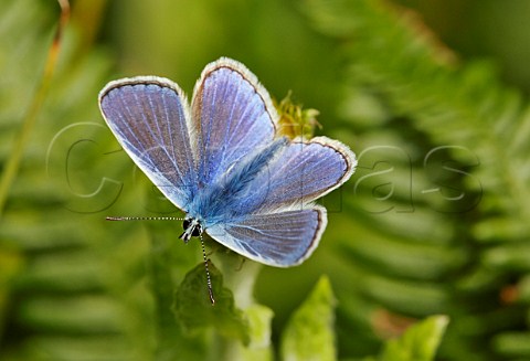 Common Blue butterfly male  Oaken Wood Chiddingfold Surrey England