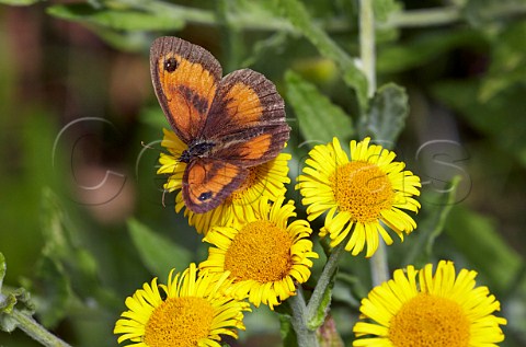 Gatekeeper butterfly on common fleabane  Oaken Wood Chiddingfold Surrey England