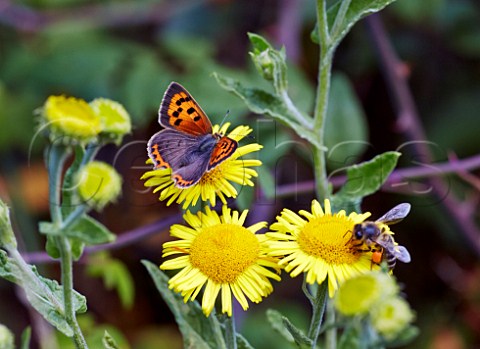 Small Copper butterfly and bee on Common Fleabane flowers Bookham Common Surrey England