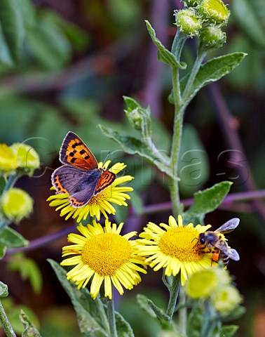 Small Copper butterfly and bee on Common Fleabane Bookham Common Surrey England