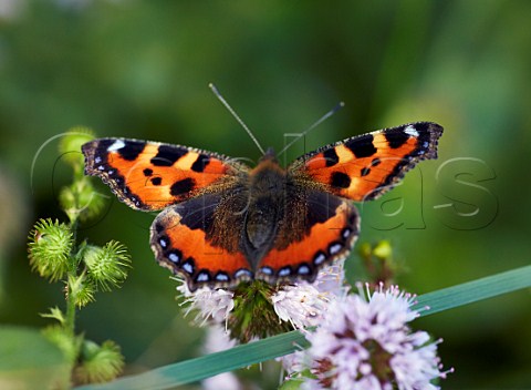Small Tortoiseshell butterfly Bookham Common Surrey England