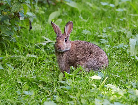 Young Rabbit Bookham Common Surrey England