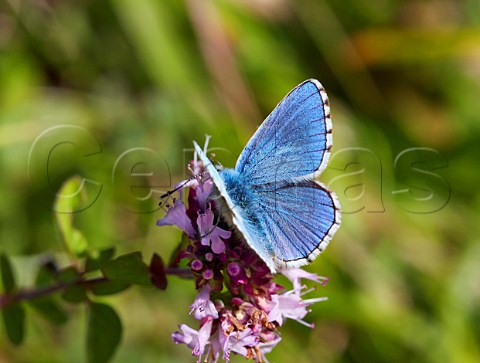 Adonis Blue butterfly feeding on Wild Marjoram Denbies Hillside Ranmore Common Surrey England