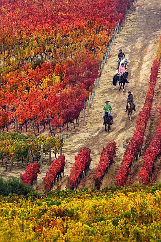 Horse riding through autumnal Clos Apalta vineyard of Lapostolle Colchagua Valley Chile