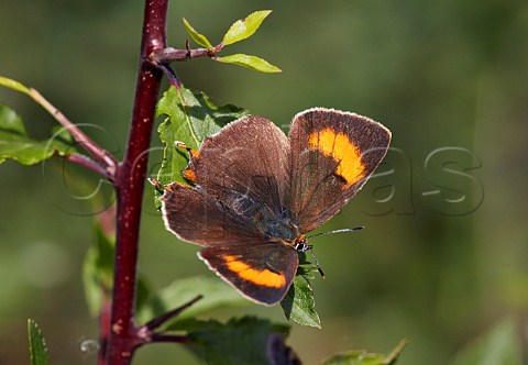Brown Hairstreak butterfly female at rest on blackthorn leaf Steyning Rifle Range Steyning Sussex England