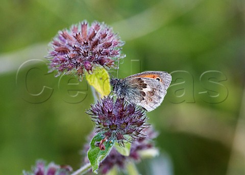 Small Heath butterfly on Wild Basil flower Blackstone Bottom near Alfriston Sussex England