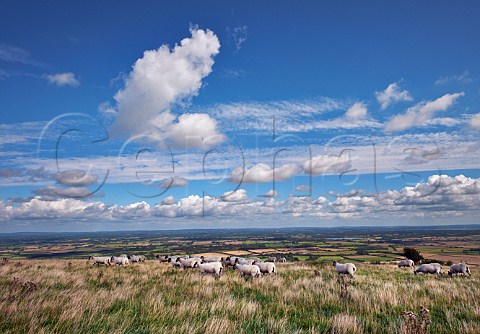 Sheep by the South Downs Way at Bostal Hill  Alfriston Sussex England