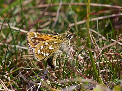 Silverspotted Skipper egg laying on Sheeps Fescue grass Denbies Hillside Ranmore Common Surrey England