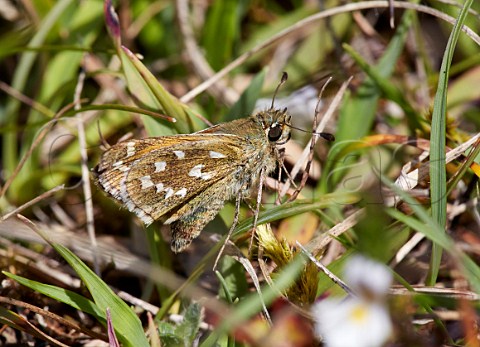 Silverspotted Skipper on Sheeps Fescue grass Denbies Hillside Ranmore Common Surrey England