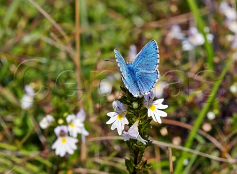 Adonis Blue butterfly on Eyebright flowers  Denbies Hillside Ranmore Common Surrey England