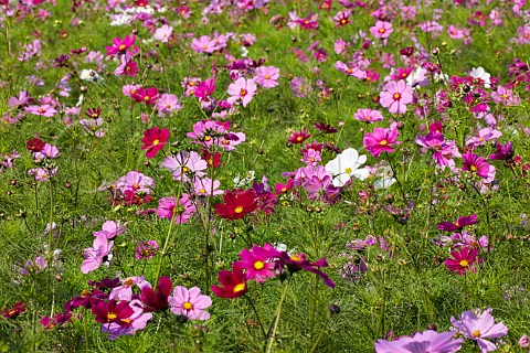 Cosmos flowers on a traffic island East Molesey Surrey England