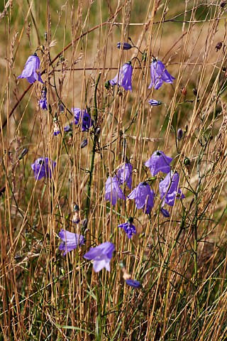 Harebell flowering in Home Park Hampton Court Palace London England