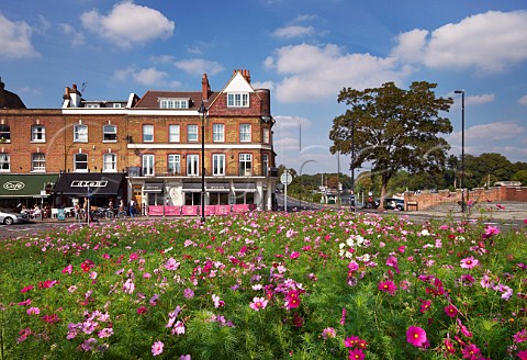 Cosmos flowers on a traffic island by the River Thames at Hampton Court Bridge East Molesey Surrey England
