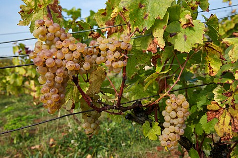 Melon  Queue Rouge grapes a variation of Chardonnay in vineyard of Domaine Andr et Mireille Tissot Arbois Jura France Arbois