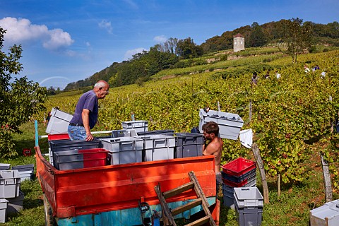 Harvesting Trousseau grapes in vineyard of Domaine Andr et Mireille Tissot below their La Tour de Curon  Arbois Jura France Arbois