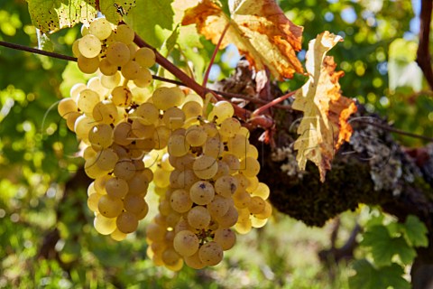 Savagnin grapes in vineyard of Frdric Lornet MontignylsArsures Jura France Arbois