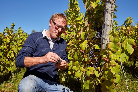 Frdric Lornet squeezing grape juice onto a refractometer to measure the ripeness before harvest in his Trousseau des Dames vineyard  planted with cuttings from his fathers vineyard in 2002   MontignylsArsures Jura France Arbois